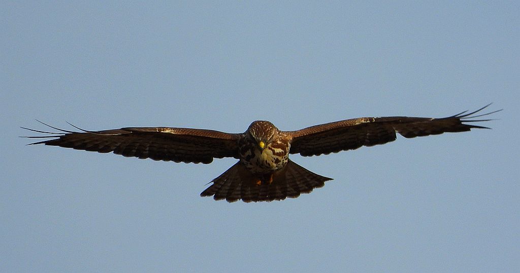 Myszołów zwyczajny, myszołów (Buteo buteo)