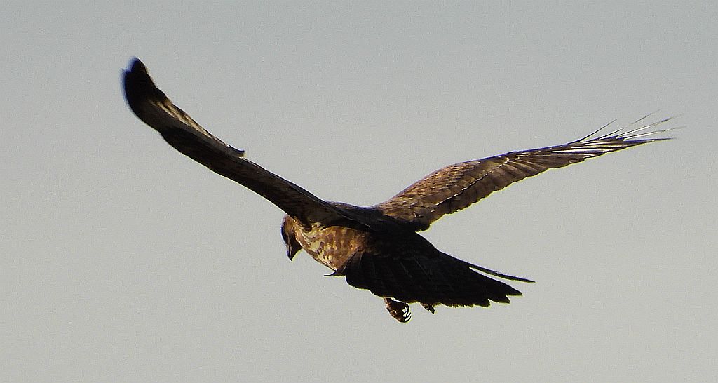 Myszołów zwyczajny, myszołów (Buteo buteo)