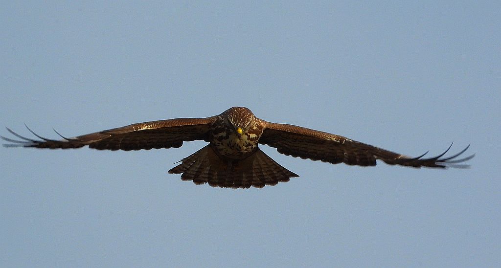 Myszołów zwyczajny, myszołów (Buteo buteo)