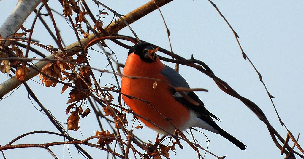 Gil zwyczajny, gil (Pyrrhula pyrrhula)