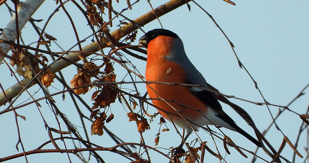 Gil zwyczajny, gil (Pyrrhula pyrrhula)