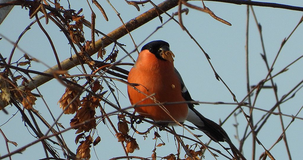 Gil zwyczajny, gil (Pyrrhula pyrrhula)