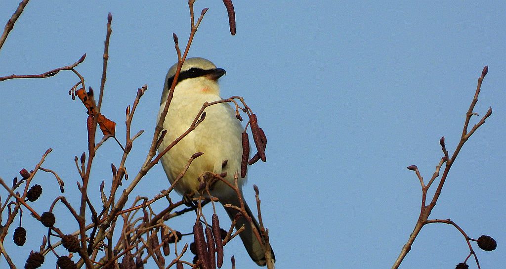 Srokosz, dzierzba srokosz (Lanius excubitor)