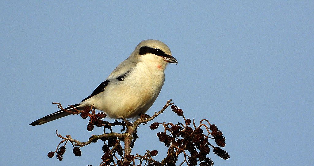 Srokosz, dzierzba srokosz (Lanius excubitor)
