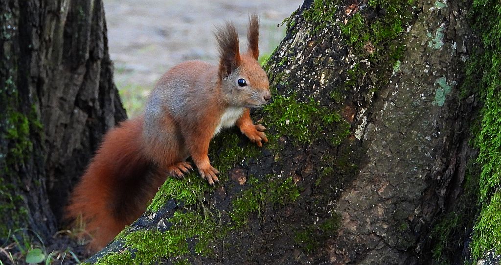 Wiewiórka pospolita, wiewiórka (Sciurus vulgaris)