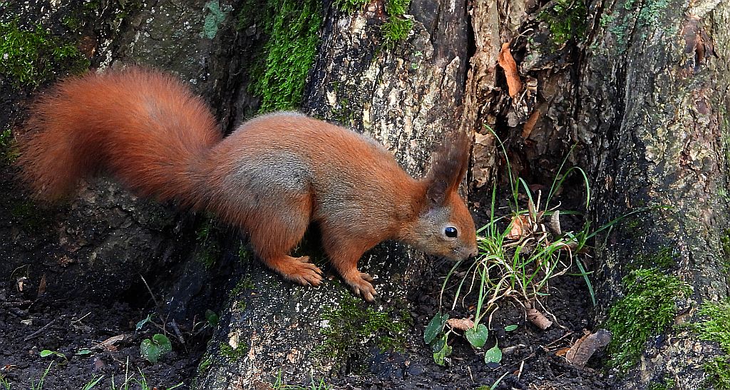 Wiewiórka pospolita, wiewiórka (Sciurus vulgaris)