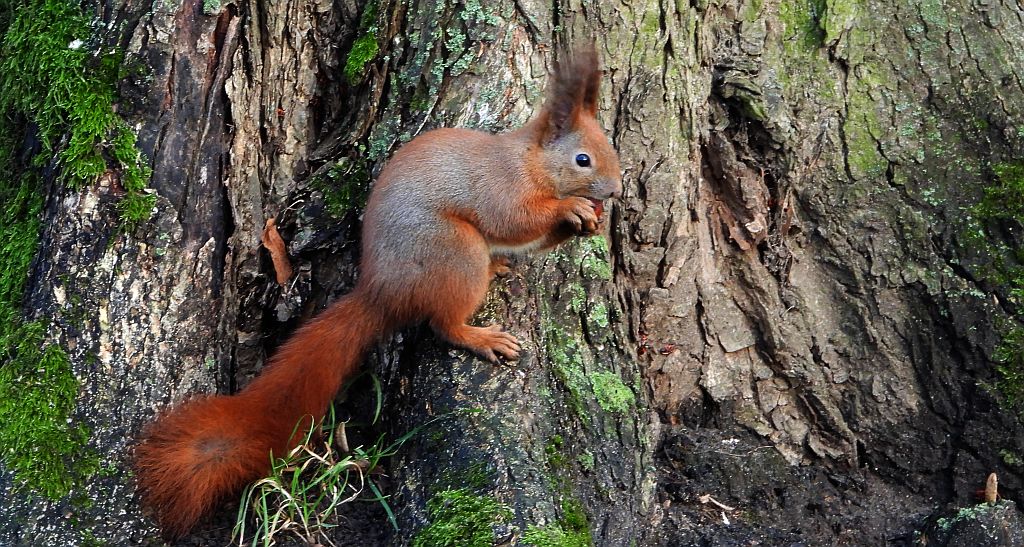 Wiewiórka pospolita, wiewiórka (Sciurus vulgaris)