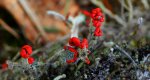 Chrobotek cienki (Cladonia macilenta)