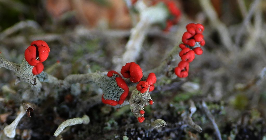Chrobotek cienki (Cladonia macilenta)