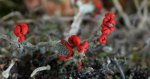 Chrobotek cienki (Cladonia macilenta)
