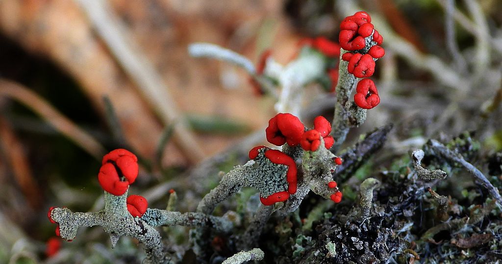 Chrobotek cienki (Cladonia macilenta)
