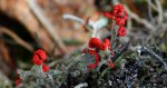 Chrobotek cienki (Cladonia macilenta)