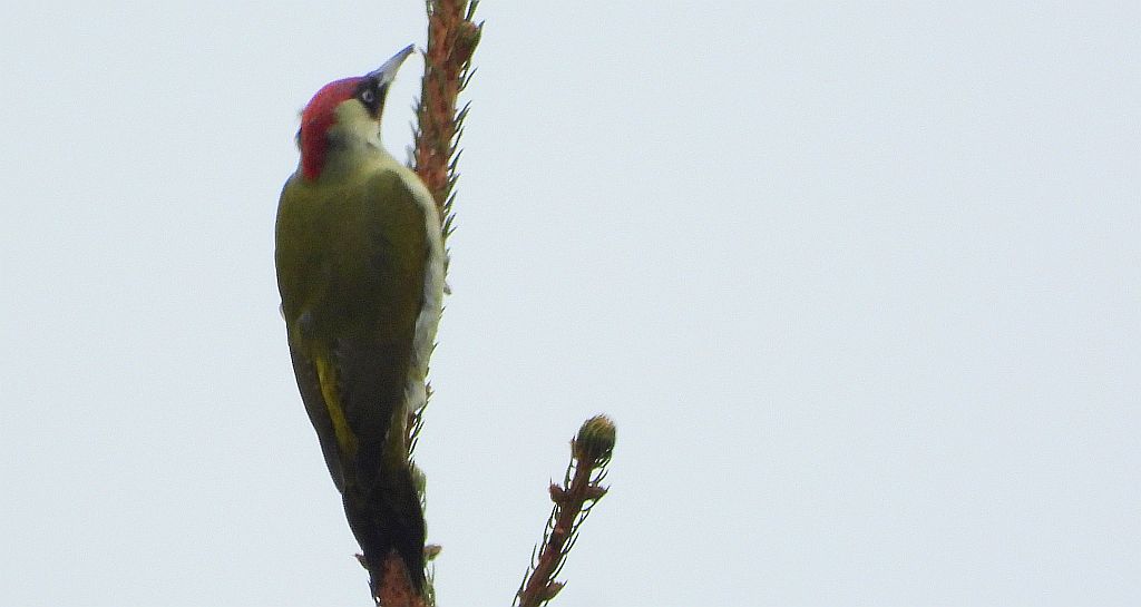 Dzięcioł zielony (Picus viridis)