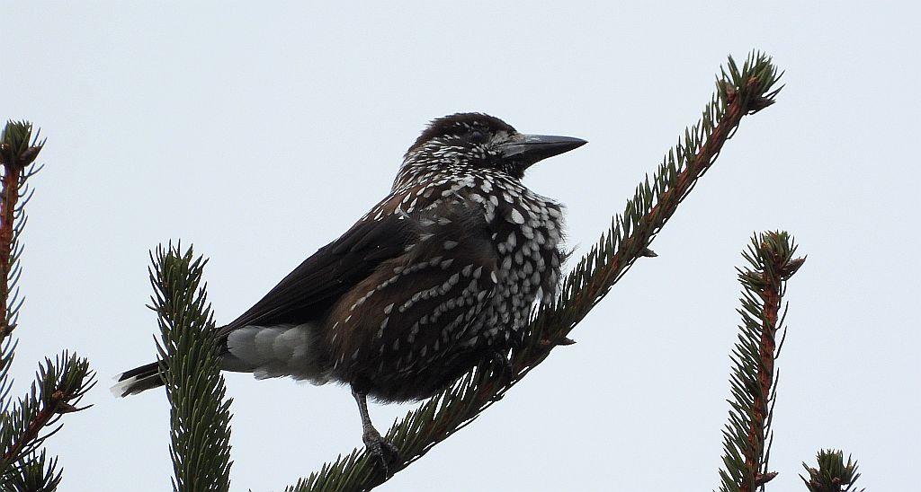 Orzechówka zwyczajna, orzechówka (Nucifraga caryocatactes)