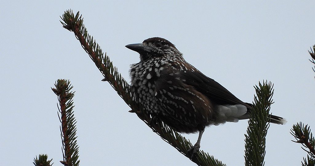 Orzechówka zwyczajna, orzechówka (Nucifraga caryocatactes)