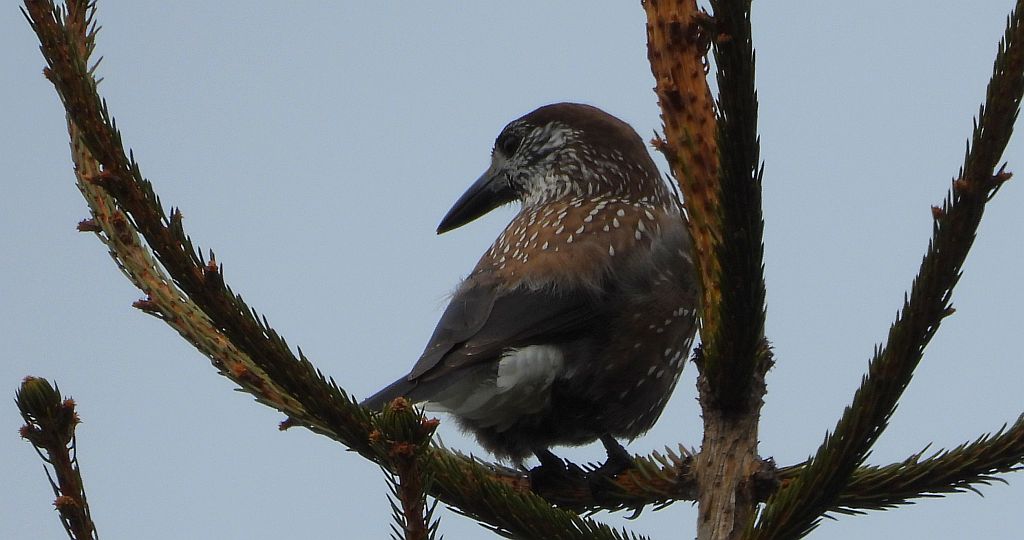 Orzechówka zwyczajna, orzechówka (Nucifraga caryocatactes)