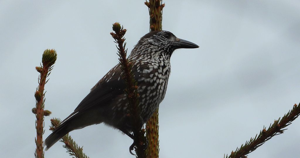 Orzechówka zwyczajna, orzechówka (Nucifraga caryocatactes)