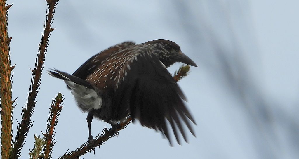 Orzechówka zwyczajna, orzechówka (Nucifraga caryocatactes)