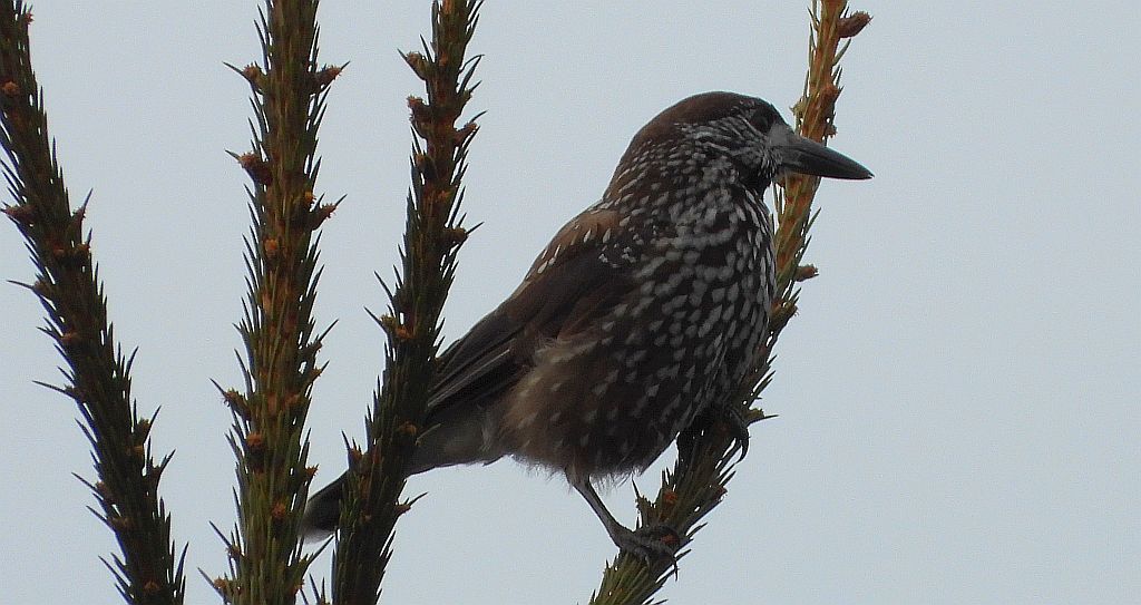 Orzechówka zwyczajna, orzechówka (Nucifraga caryocatactes)