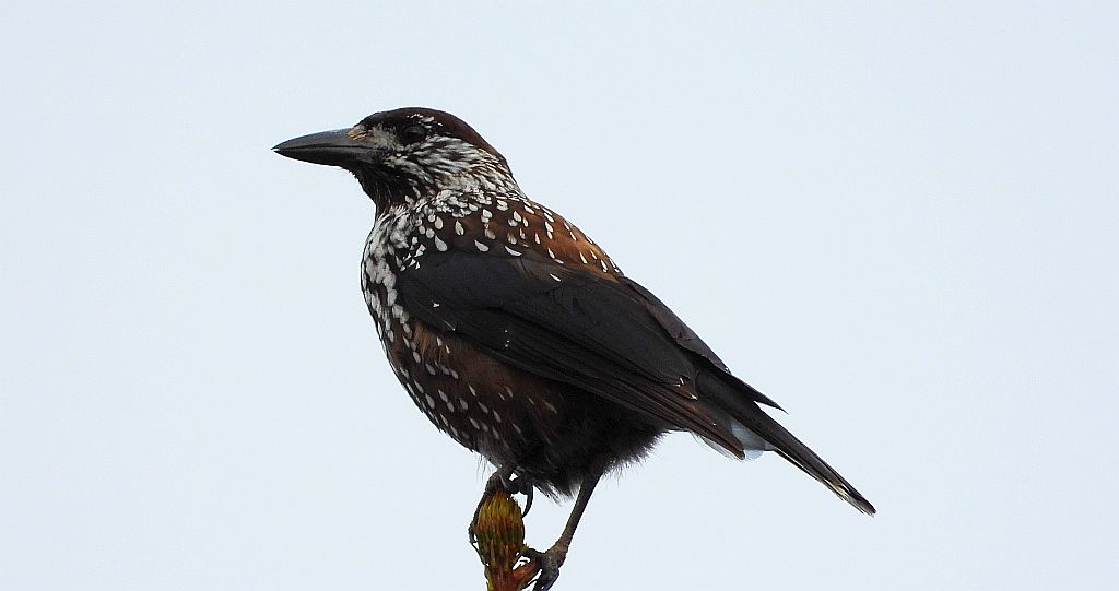 Orzechówka zwyczajna, orzechówka (Nucifraga caryocatactes)