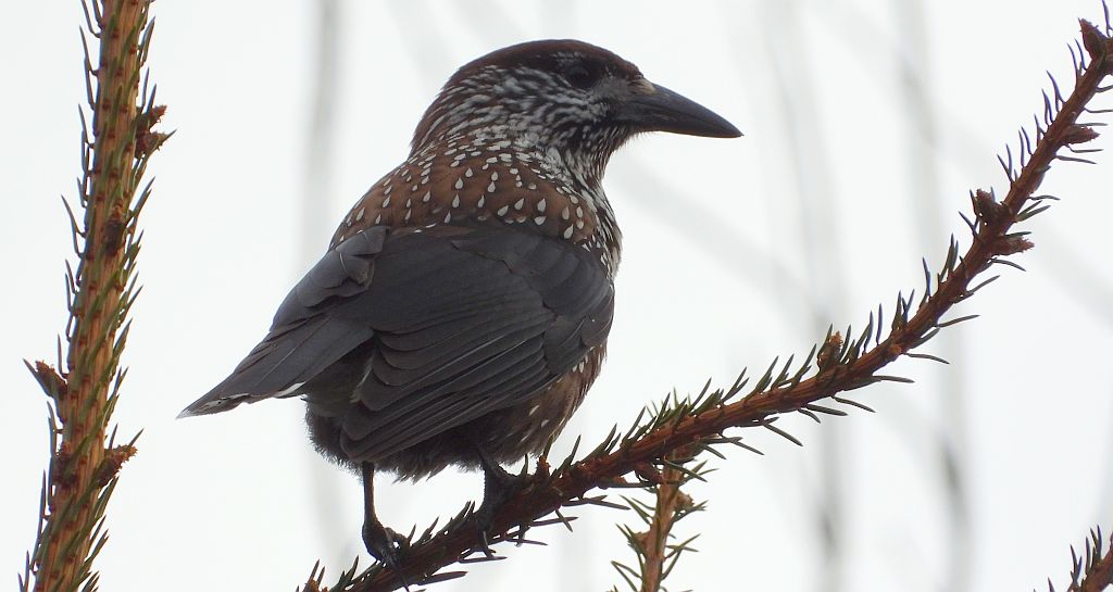 Orzechówka zwyczajna, orzechówka (Nucifraga caryocatactes)