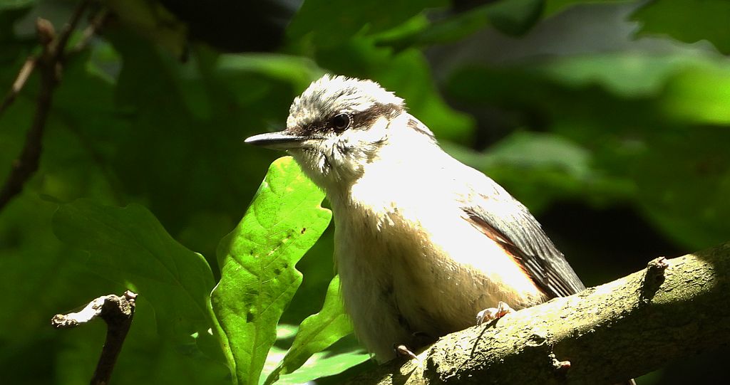 Kowalik zwyczajny, kowalik, bargiel (Sitta europaea)