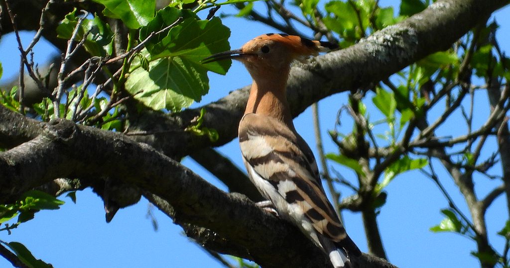 Dudek, dudek zwyczajny (Upupa epops)