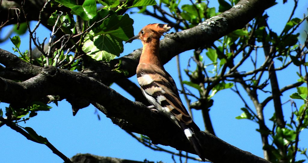 Dudek, dudek zwyczajny (Upupa epops)