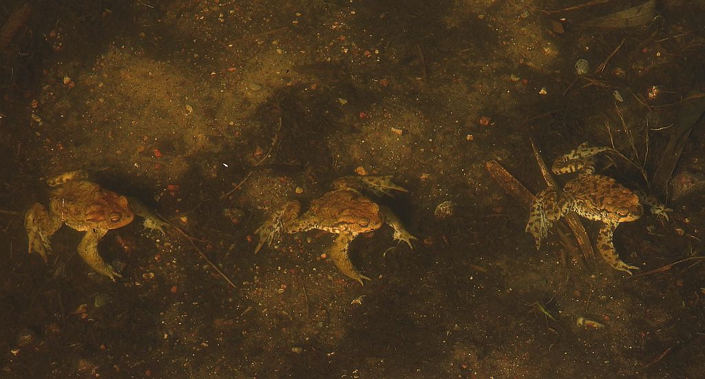 Ropucha szara, ropucha zwyczajna (Bufo bufo)