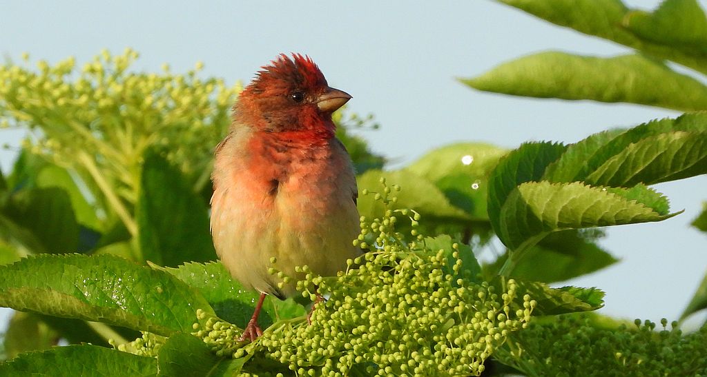 Dziwonia zwyczajna, dziwonia (Erythrina erythrina)