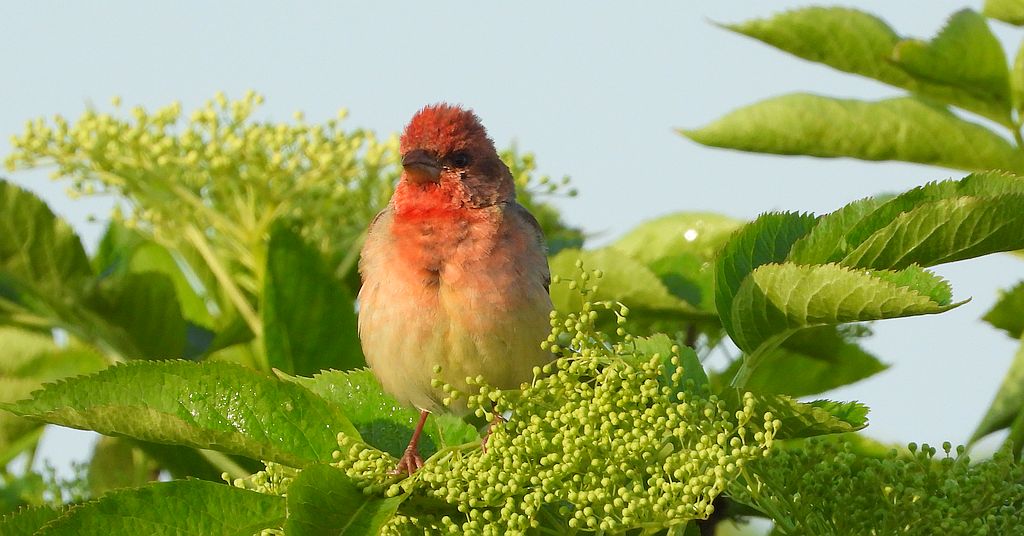 Dziwonia zwyczajna, dziwonia (Erythrina erythrina)