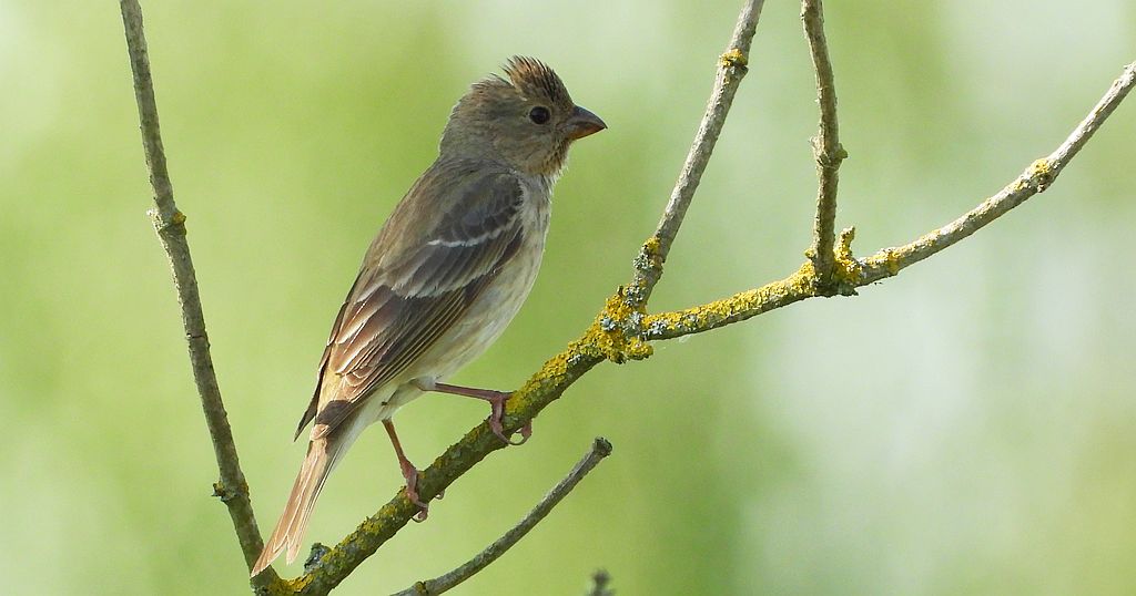 Dziwonia zwyczajna, dziwonia (Erythrina erythrina)