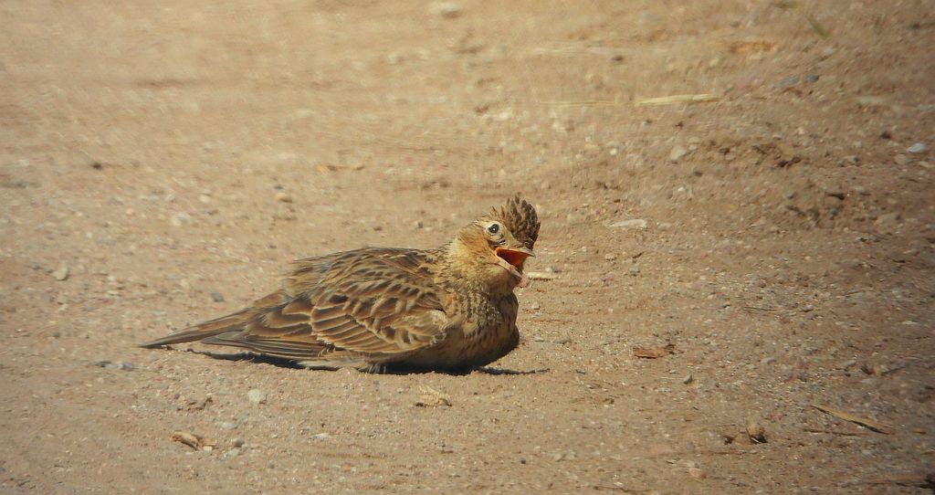 Skowronek zwyczajny, skowronek, skowronek polny, rolak (Alauda arvensis)