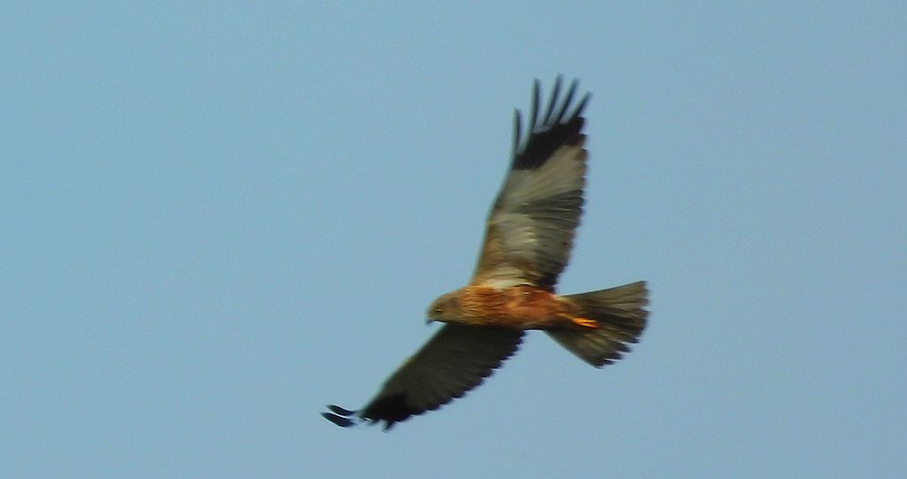 Błotniak stawowy (Circus aeruginosus)