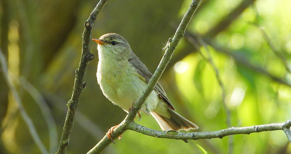 Piecuszek (Phylloscopus trochilus)