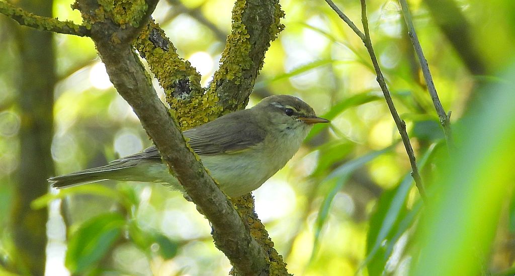 Piecuszek (Phylloscopus trochilus)