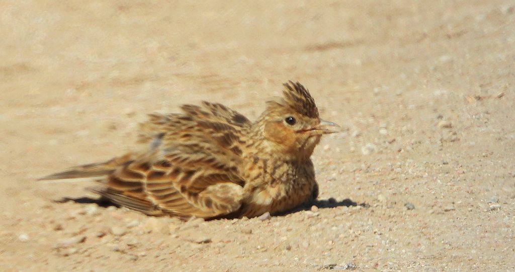 Skowronek zwyczajny, skowronek, skowronek polny, rolak (Alauda arvensis)