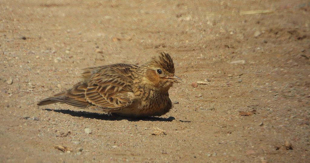 Skowronek zwyczajny, skowronek, skowronek polny, rolak (Alauda arvensis)
