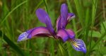 Kosaciec trawolistny, irys trawiasty (Iris graminea)