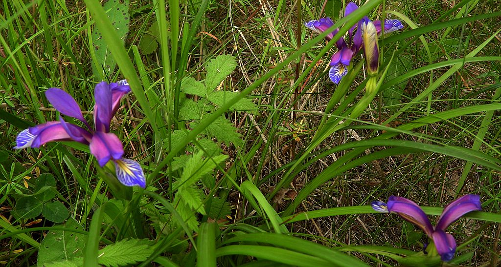 Kosaciec trawolistny, irys trawiasty (Iris graminea)
