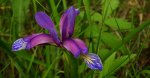 Kosaciec trawolistny, irys trawiasty (Iris graminea)