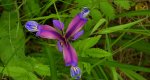 Kosaciec trawolistny, irys trawiasty (Iris graminea)