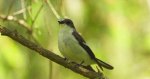 Muchołówka żałobna (Ficedula hypoleuca)