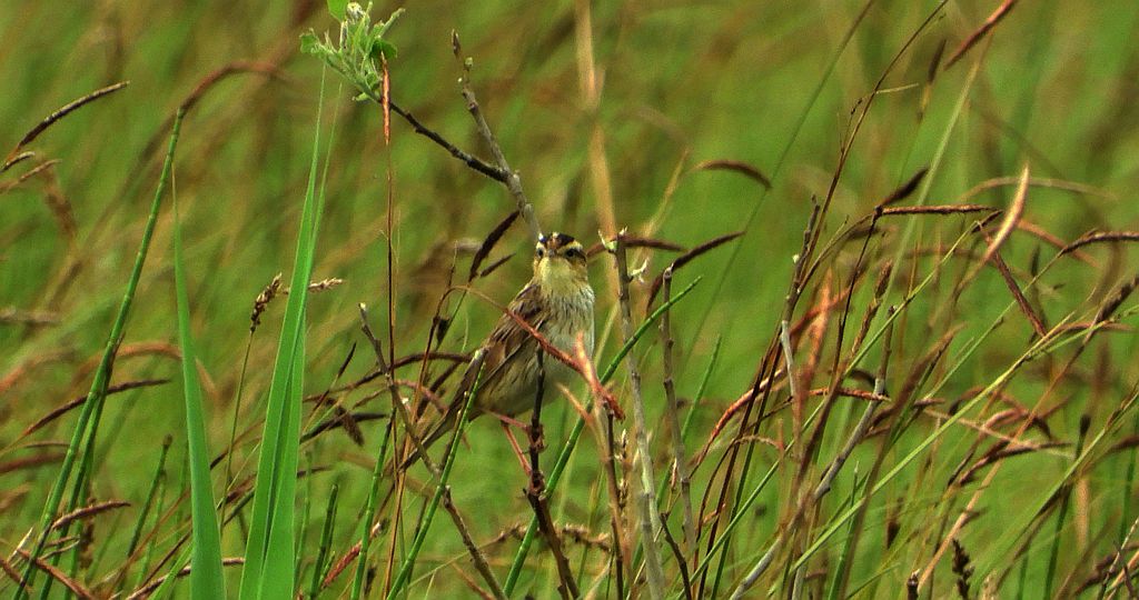 Wodniczka (Acrocephalus paludicola)