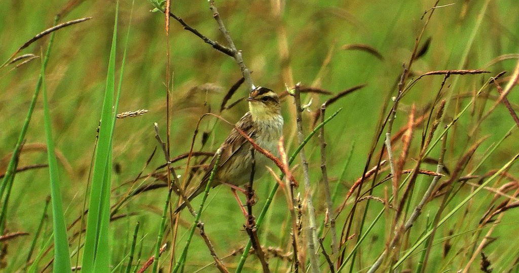 Wodniczka (Acrocephalus paludicola)