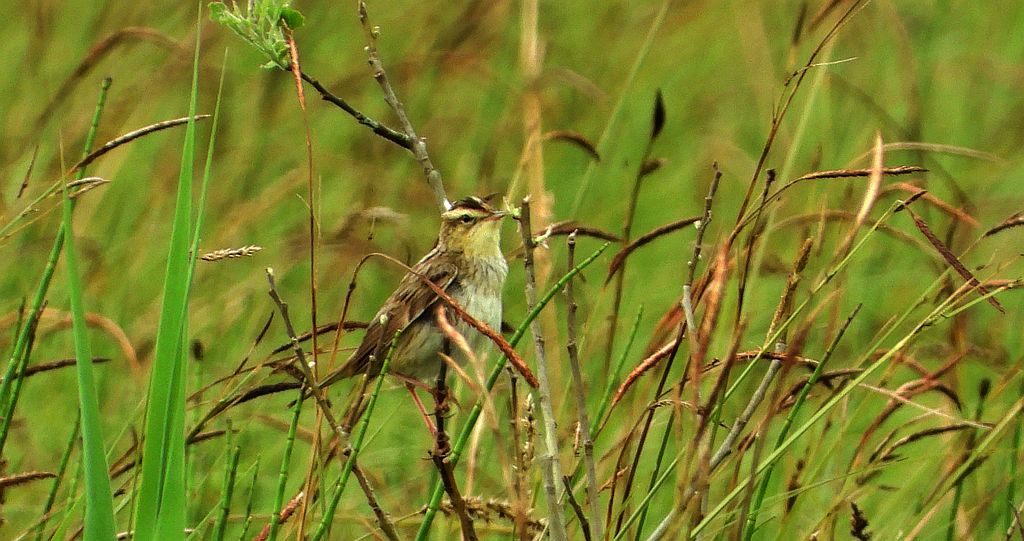 Wodniczka (Acrocephalus paludicola)