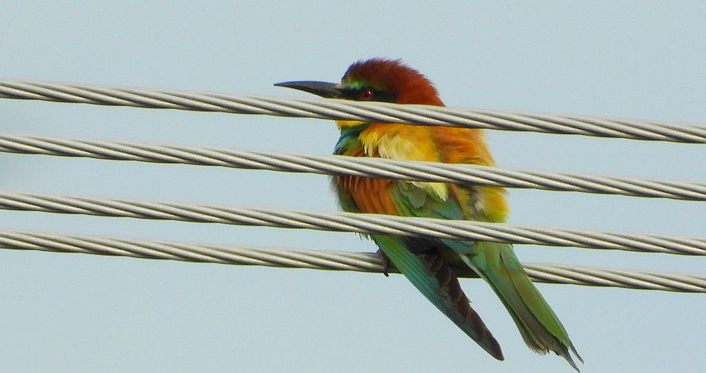 Żołna zwyczajna, żołna, żołna pospolita, żołna pszczołojad (Merops apiaster)