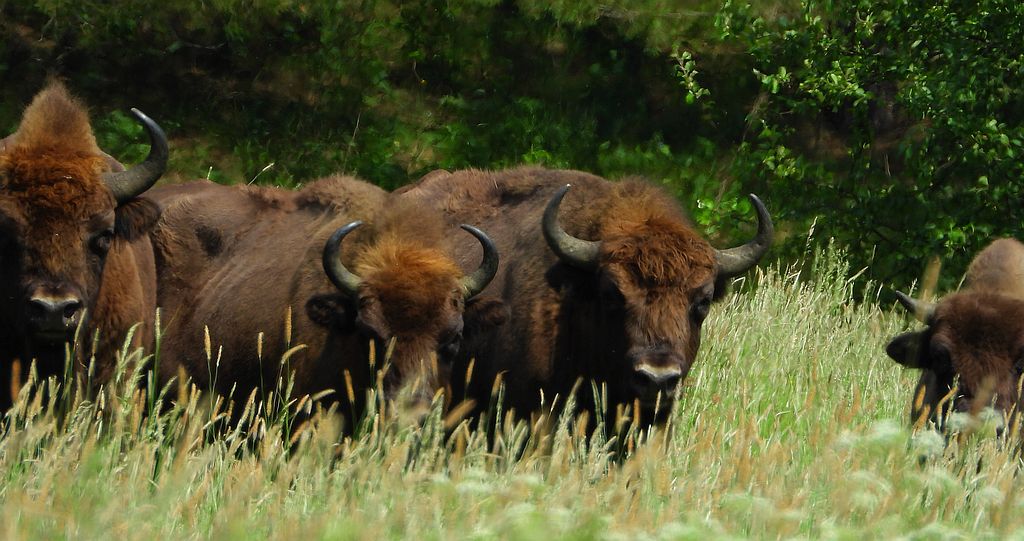 Żubr europejski, żubr (Bos bonasus)
