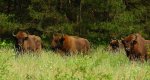 Żubr europejski, żubr (Bos bonasus)