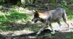 Wilk szary, wilk (Canis lupus)